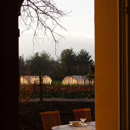 The Tuscany Rose *