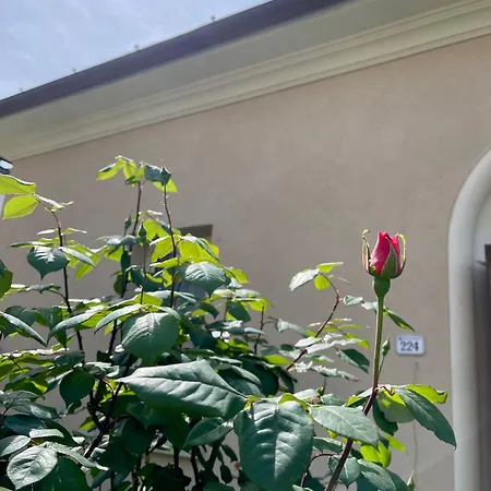 The Tuscany Rose *